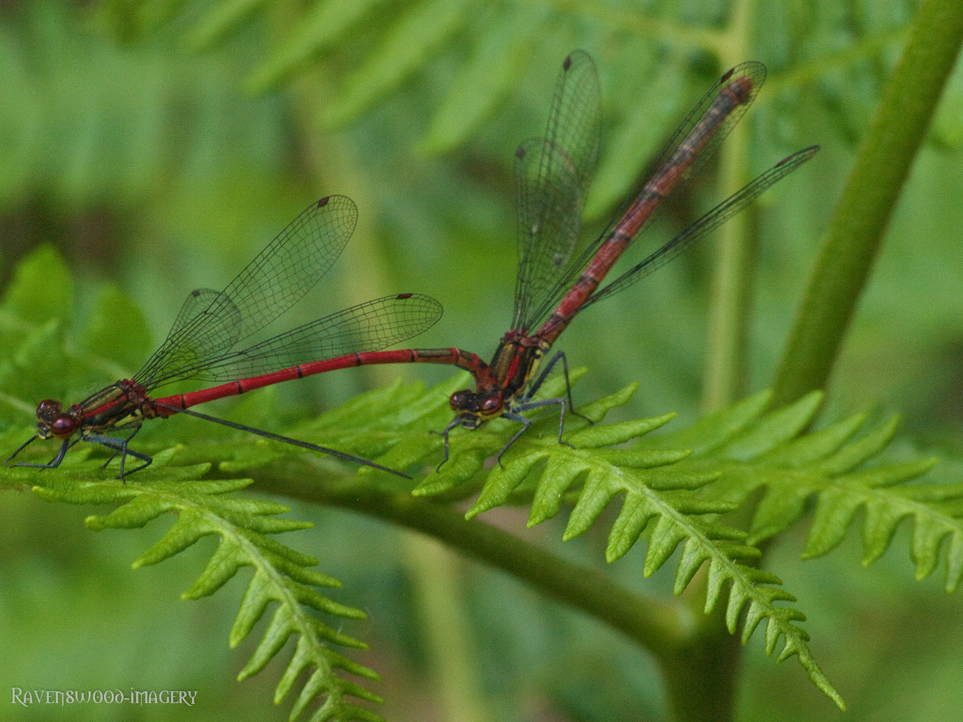 large red Damsellefly mating