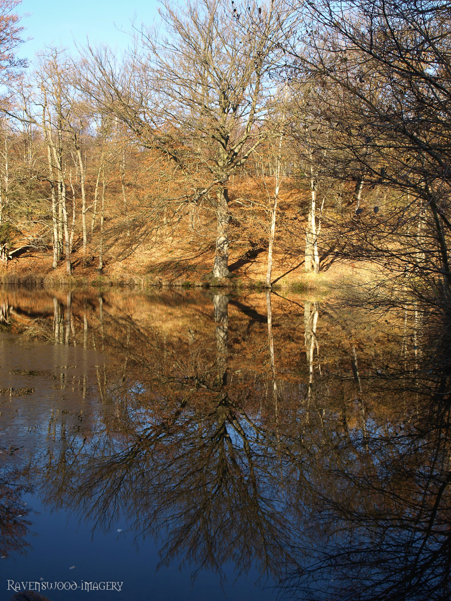 Beeach Reflections