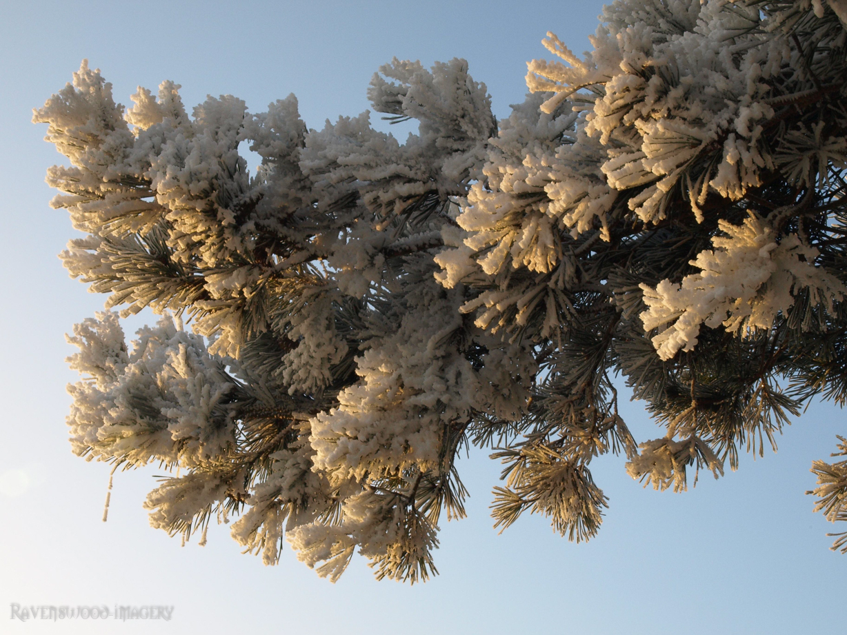 Hoar frost on Pine